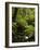 Stream and Tree Ferns, Mount Field National Park, UNESCO World Heritage Site, Tasmania, Australia-Jochen Schlenker-Framed Photographic Print