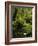 Stream and Tree Ferns, Mount Field National Park, UNESCO World Heritage Site, Tasmania, Australia-Jochen Schlenker-Framed Photographic Print