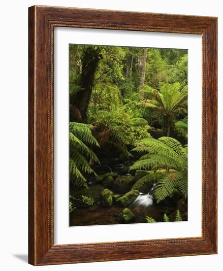 Stream and Tree Ferns, Mount Field National Park, UNESCO World Heritage Site, Tasmania, Australia-Jochen Schlenker-Framed Photographic Print