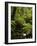 Stream and Tree Ferns, Mount Field National Park, UNESCO World Heritage Site, Tasmania, Australia-Jochen Schlenker-Framed Photographic Print
