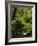 Stream and Tree Ferns, Mount Field National Park, UNESCO World Heritage Site, Tasmania, Australia-Jochen Schlenker-Framed Photographic Print