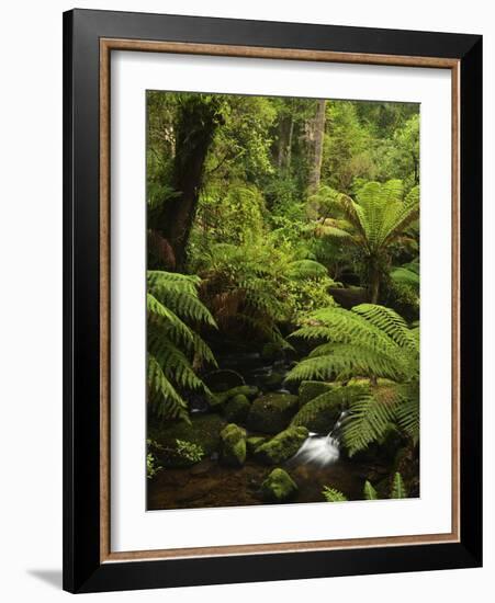 Stream and Tree Ferns, Mount Field National Park, UNESCO World Heritage Site, Tasmania, Australia-Jochen Schlenker-Framed Photographic Print