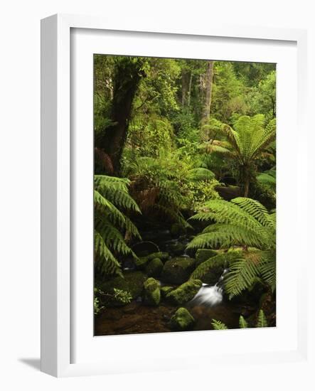 Stream and Tree Ferns, Mount Field National Park, UNESCO World Heritage Site, Tasmania, Australia-Jochen Schlenker-Framed Photographic Print