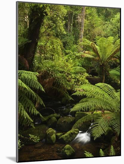 Stream and Tree Ferns, Mount Field National Park, UNESCO World Heritage Site, Tasmania, Australia-Jochen Schlenker-Mounted Photographic Print