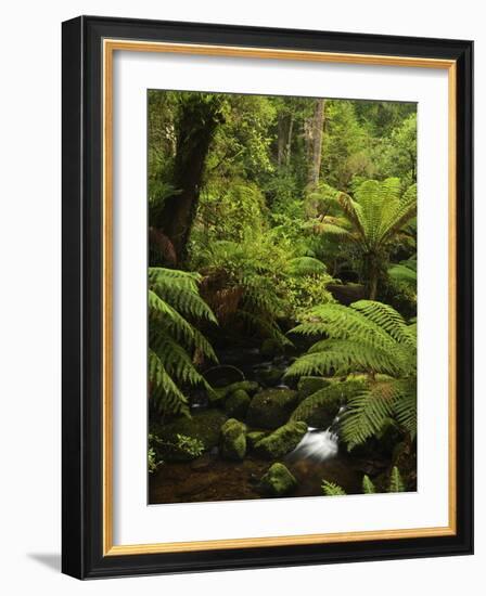 Stream and Tree Ferns, Mount Field National Park, UNESCO World Heritage Site, Tasmania, Australia-Jochen Schlenker-Framed Photographic Print