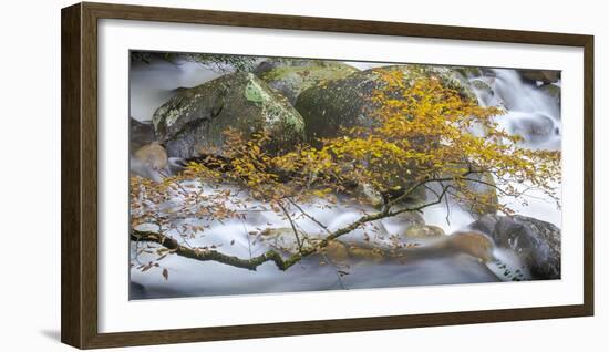 Stream and tree, North Carolina, USA-Art Wolfe Wolfe-Framed Photographic Print