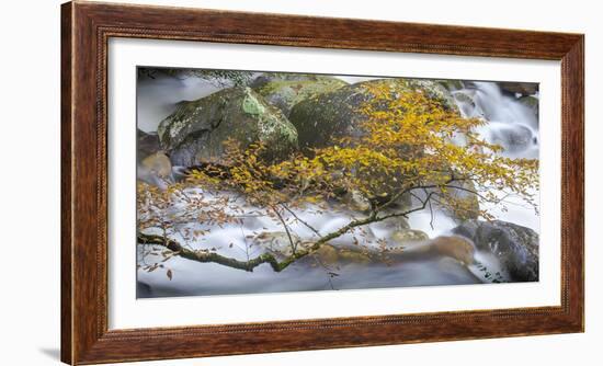 Stream and tree, North Carolina, USA-Art Wolfe Wolfe-Framed Photographic Print