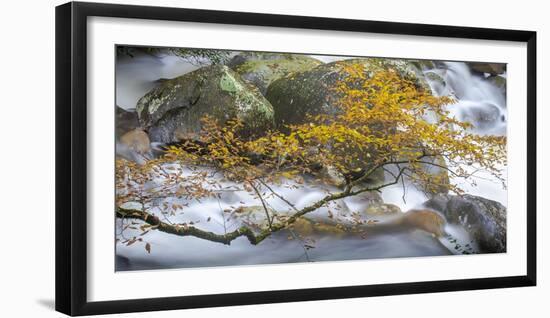 Stream and tree, North Carolina, USA-Art Wolfe Wolfe-Framed Photographic Print