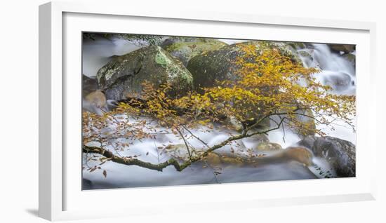 Stream and tree, North Carolina, USA-Art Wolfe Wolfe-Framed Photographic Print