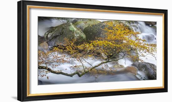 Stream and tree, North Carolina, USA-Art Wolfe Wolfe-Framed Photographic Print