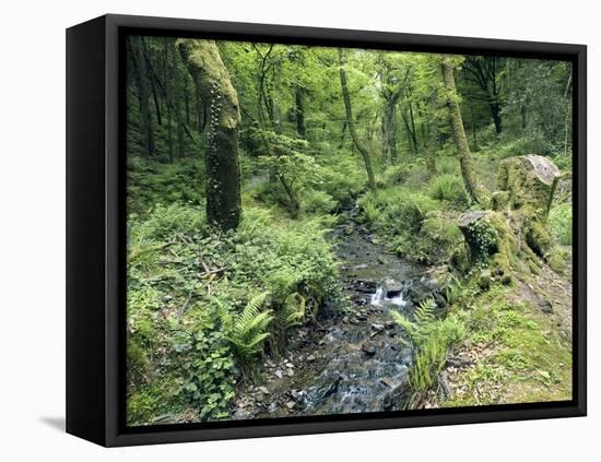 Stream And Woodland In Devon-Adrian Bicker-Framed Premier Image Canvas