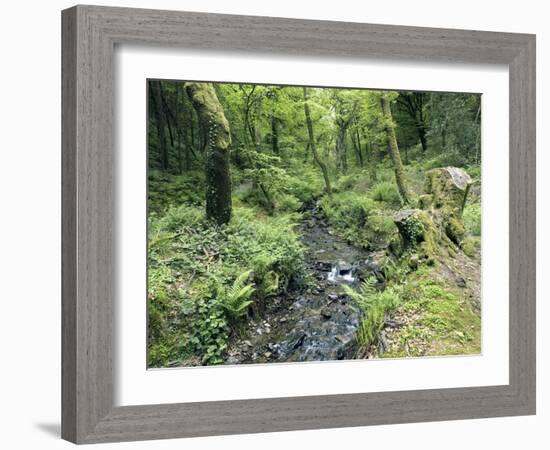 Stream And Woodland In Devon-Adrian Bicker-Framed Photographic Print