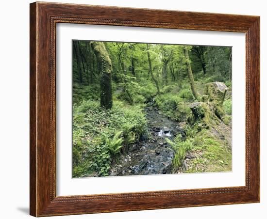 Stream And Woodland In Devon-Adrian Bicker-Framed Photographic Print