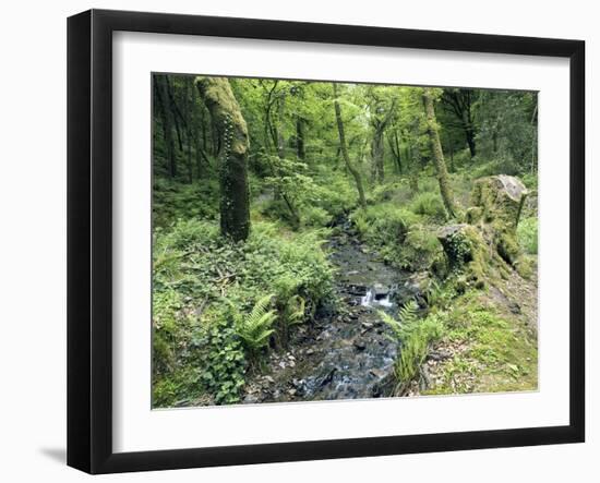 Stream And Woodland In Devon-Adrian Bicker-Framed Photographic Print