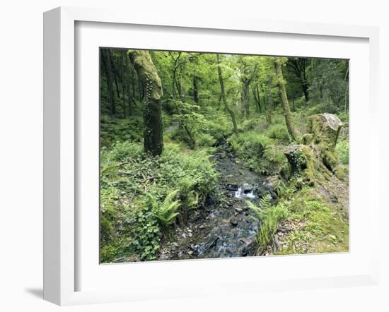 Stream And Woodland In Devon-Adrian Bicker-Framed Photographic Print