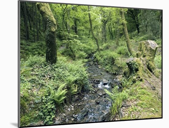 Stream And Woodland In Devon-Adrian Bicker-Mounted Photographic Print