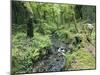 Stream And Woodland In Devon-Adrian Bicker-Mounted Photographic Print