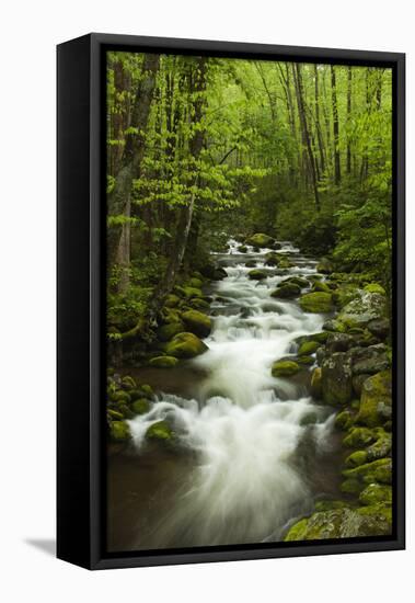 Stream at Roaring Fork Trail in the Smokies, Great Smoky Mountains National Park, Tennessee, USA-Joanne Wells-Framed Premier Image Canvas