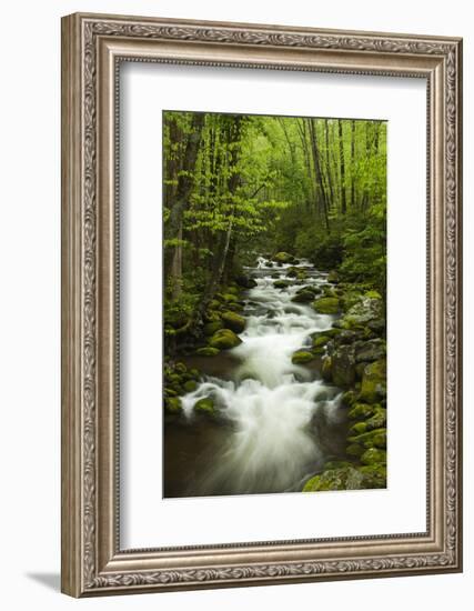 Stream at Roaring Fork Trail in the Smokies, Great Smoky Mountains National Park, Tennessee, USA-Joanne Wells-Framed Photographic Print