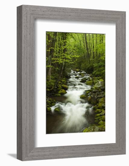 Stream at Roaring Fork Trail in the Smokies, Great Smoky Mountains National Park, Tennessee, USA-Joanne Wells-Framed Photographic Print