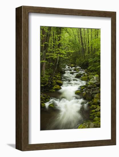 Stream at Roaring Fork Trail in the Smokies, Great Smoky Mountains National Park, Tennessee, USA-Joanne Wells-Framed Photographic Print