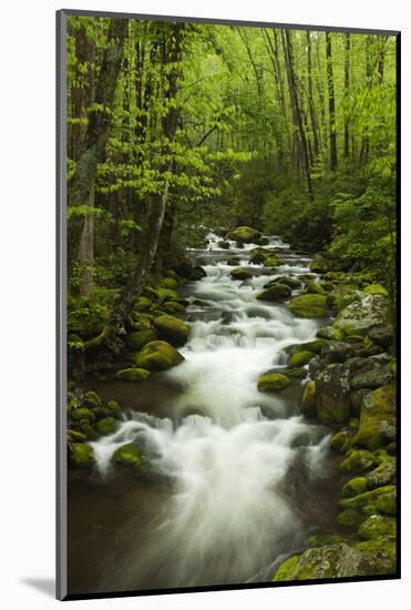 Stream at Roaring Fork Trail in the Smokies, Great Smoky Mountains National Park, Tennessee, USA-Joanne Wells-Mounted Photographic Print