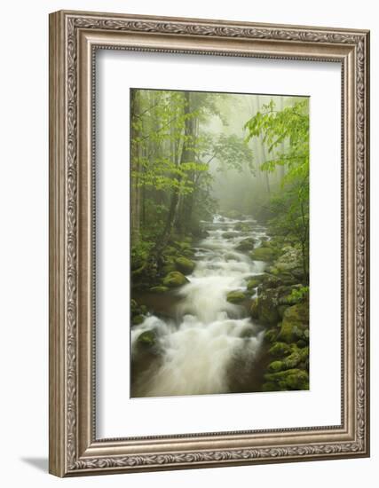 Stream at Roaring Fork Trail in the Smokies, Great Smoky Mountains National Park, Tennessee, USA-Joanne Wells-Framed Photographic Print