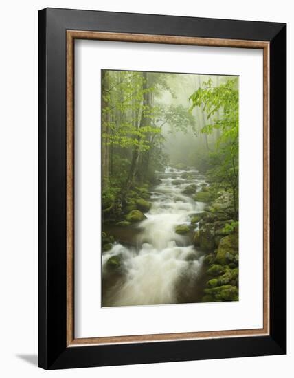 Stream at Roaring Fork Trail in the Smokies, Great Smoky Mountains National Park, Tennessee, USA-Joanne Wells-Framed Photographic Print