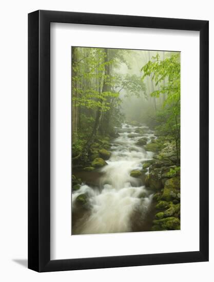 Stream at Roaring Fork Trail in the Smokies, Great Smoky Mountains National Park, Tennessee, USA-Joanne Wells-Framed Photographic Print