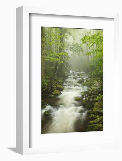 Stream at Roaring Fork Trail in the Smokies, Great Smoky Mountains National Park, Tennessee, USA-Joanne Wells-Framed Photographic Print