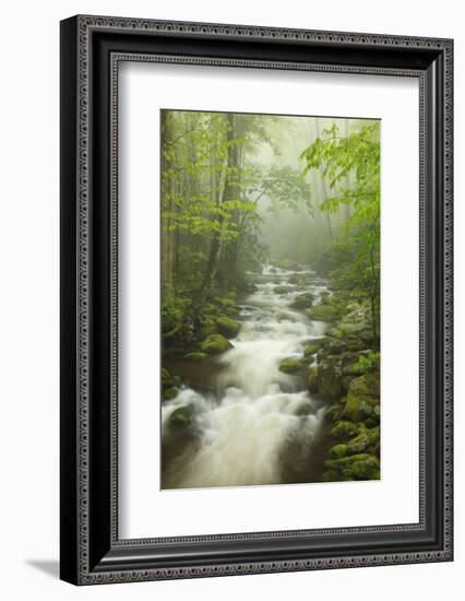 Stream at Roaring Fork Trail in the Smokies, Great Smoky Mountains National Park, Tennessee, USA-Joanne Wells-Framed Photographic Print