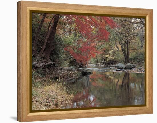 Stream Flowing Through the Woods-null-Framed Premier Image Canvas