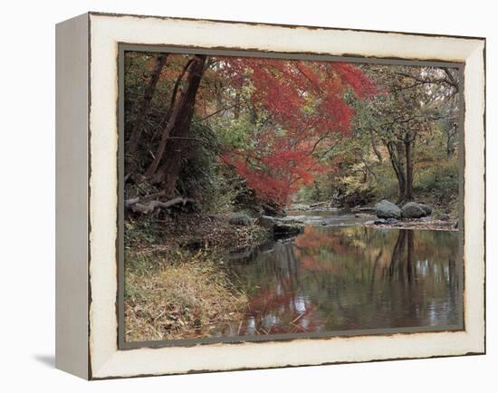 Stream Flowing Through the Woods-null-Framed Premier Image Canvas