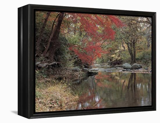 Stream Flowing Through the Woods-null-Framed Premier Image Canvas