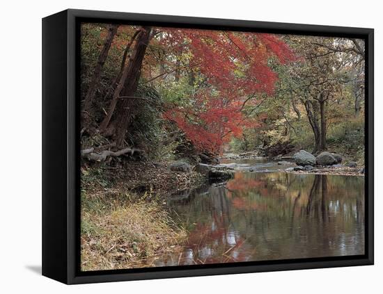 Stream Flowing Through the Woods-null-Framed Premier Image Canvas