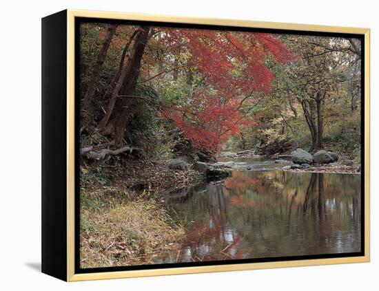 Stream Flowing Through the Woods-null-Framed Premier Image Canvas