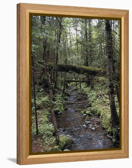 Stream Flowing Through the Woods-null-Framed Premier Image Canvas