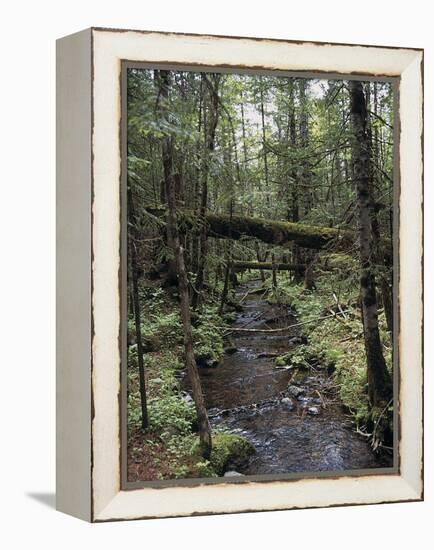 Stream Flowing Through the Woods-null-Framed Premier Image Canvas