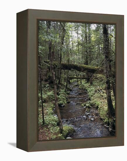 Stream Flowing Through the Woods-null-Framed Premier Image Canvas