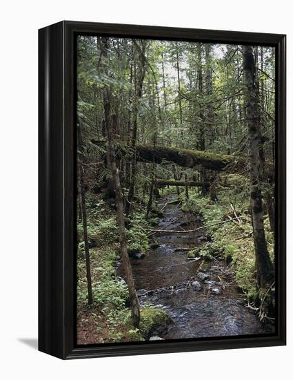 Stream Flowing Through the Woods-null-Framed Premier Image Canvas