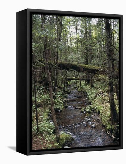 Stream Flowing Through the Woods-null-Framed Premier Image Canvas