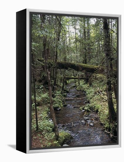 Stream Flowing Through the Woods-null-Framed Premier Image Canvas