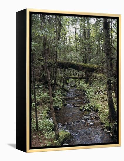 Stream Flowing Through the Woods-null-Framed Premier Image Canvas