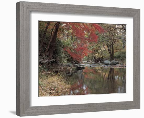 Stream Flowing Through the Woods-null-Framed Photographic Print