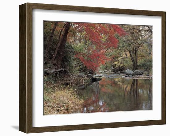 Stream Flowing Through the Woods-null-Framed Photographic Print