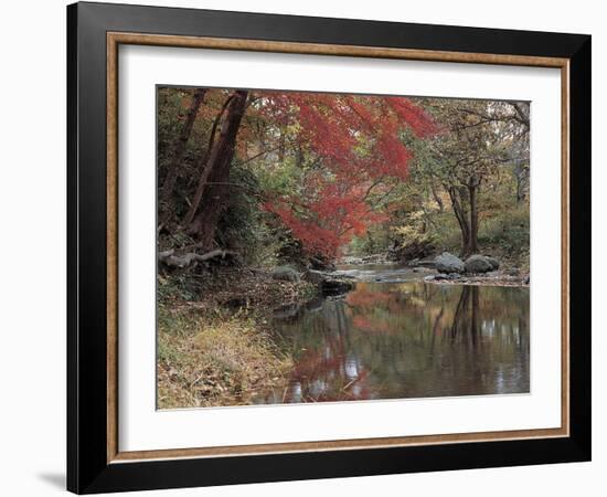 Stream Flowing Through the Woods-null-Framed Photographic Print