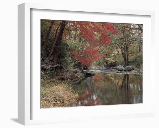 Stream Flowing Through the Woods-null-Framed Photographic Print