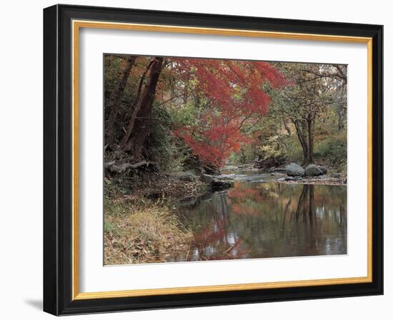 Stream Flowing Through the Woods-null-Framed Photographic Print