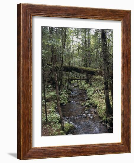 Stream Flowing Through the Woods-null-Framed Photographic Print