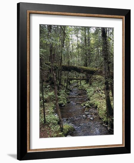 Stream Flowing Through the Woods-null-Framed Photographic Print